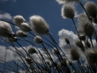 Cotton Grass
